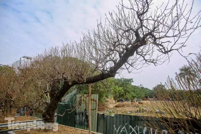 Để đ&aacute;nh gi&aacute; một c&acirc;y đ&agrave;o cổ thụ đẹp, phải dựa v&agrave;o nhiều yếu tố như độ tuổi của c&acirc;y, c&acirc;y c&agrave;ng c&oacute; tuổi thọ cao c&agrave;ng gi&aacute; trị.