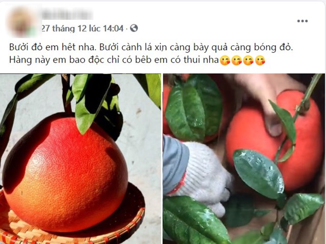 Bưởi đỏ h&uacute;t kh&aacute;ch cuối năm.