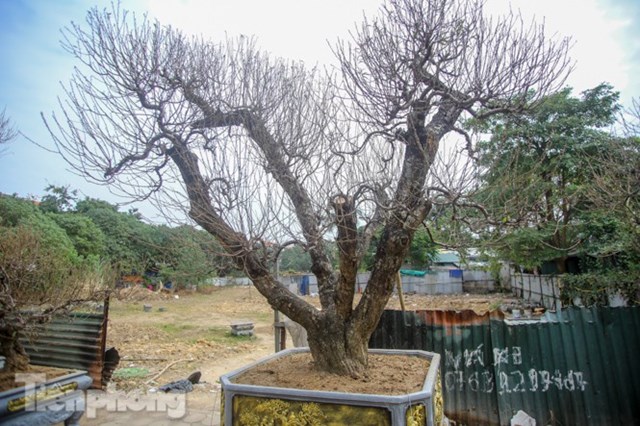 &nbsp;Được biết, nguồn gốc của đ&agrave;o n&agrave;y từ Lai Ch&acirc;u, Sơn La được c&aacute;c nh&agrave; vườn mang về nu&ocirc;i trồng, đến độ đẹp th&igrave; mang ra mắt.