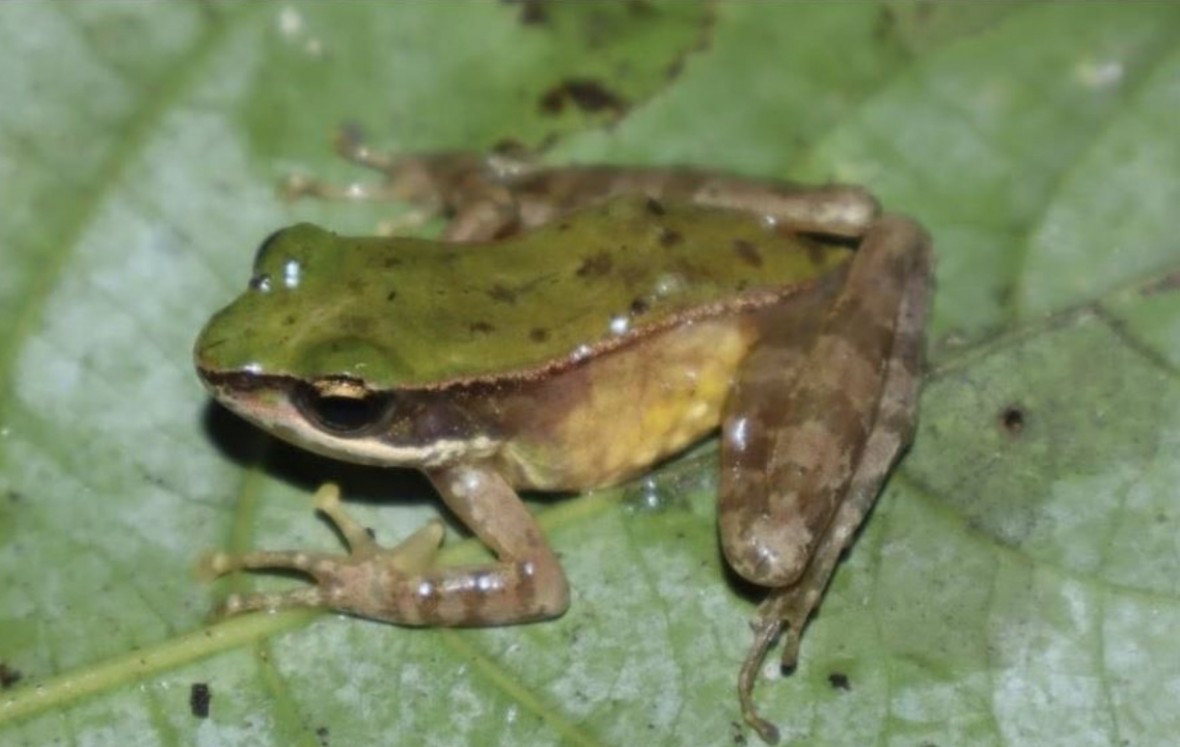 Phát hiện loài mới tại Công viên Di sản ASEAN Vũ Quang