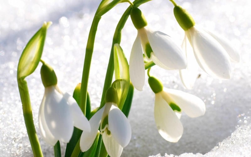 Đóa hoa giữa mùa lạnh