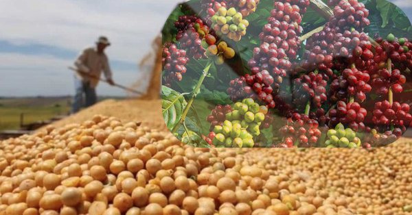 Sắc đỏ bao trùm thị trường nông sản, cà phê giảm phiên thứ ba liên tiếp