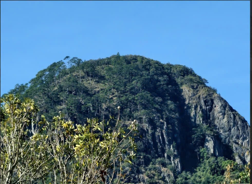 Đầu xuân khám phá “Thần mộc” 2.500 năm tuổi giữa đại ngàn núi Voi, Lâm Đồng Đầu xuân khám phá “Thần mộc” 2.500 năm tuổi giữa đại ngàn núi Voi, Lâm Đồng