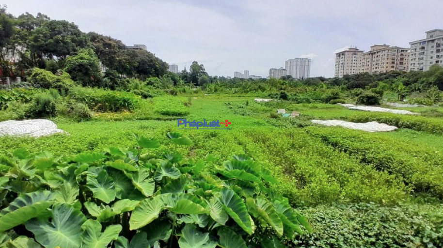 Hà Nội giao 7.452,7m² đất tại xã Thanh Trì cho Công ty Fortune xây dựng nhà ở thấp tầng
