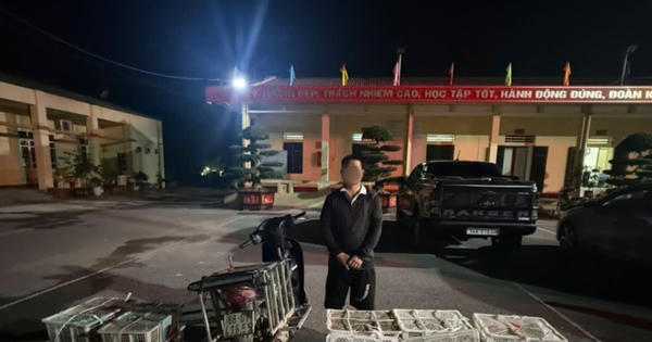 Quảng Ninh: Ngăn chặn vụ vận chuyển gia cầm giống không rõ nguồn gốc ở biên giới
