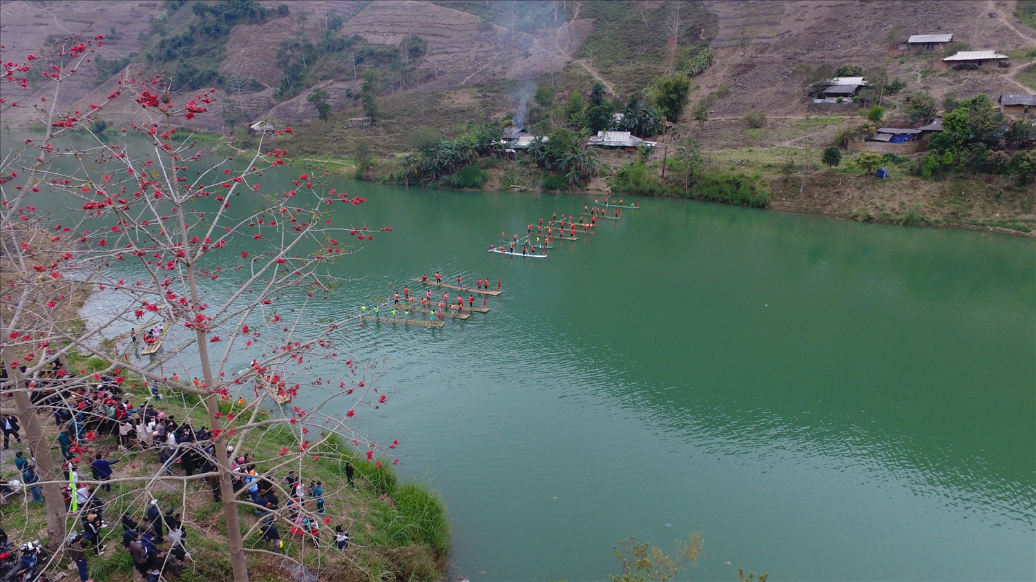 Hoa mộc miên nở rộ, mang màu sắc rực rỡ khắp các núi đồi