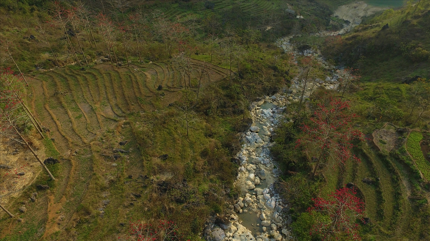 Vẻ đẹp của hoa Mộc miên qua góc nhìn từ trên cao