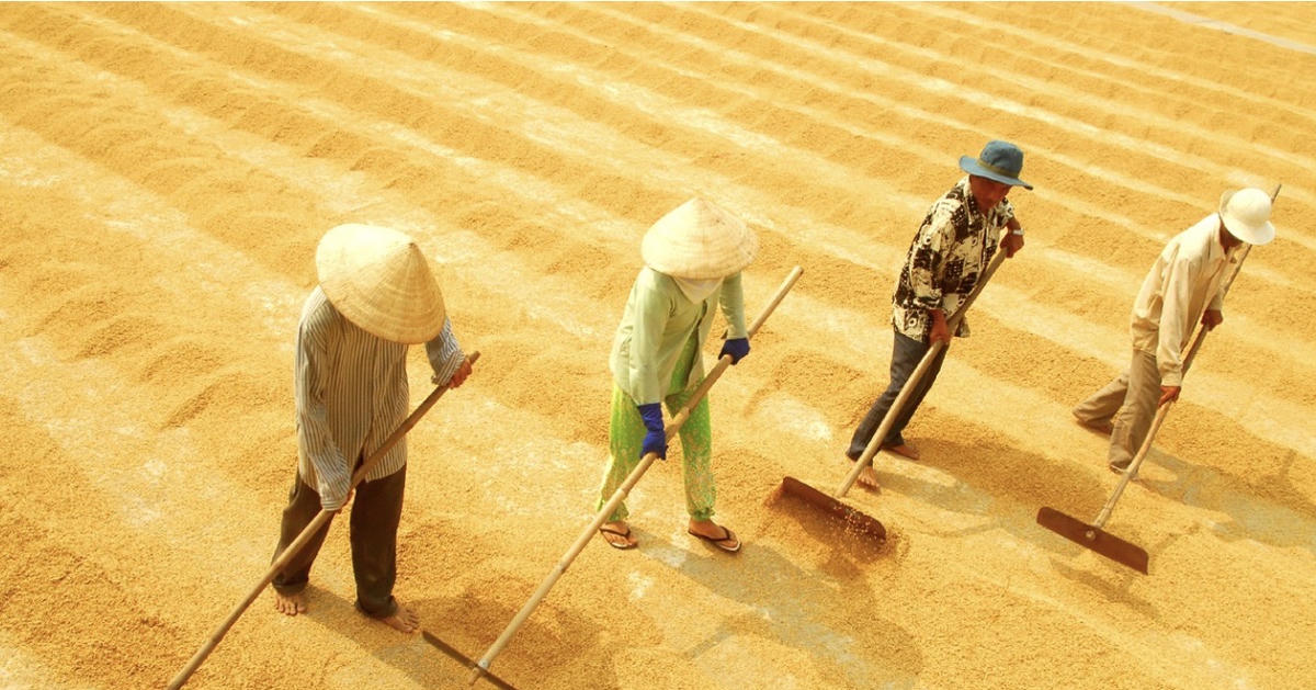 Cần Thơ đăng cai Festival Quốc tế ngành hàng Lúa gạo Việt Nam lần thứ II