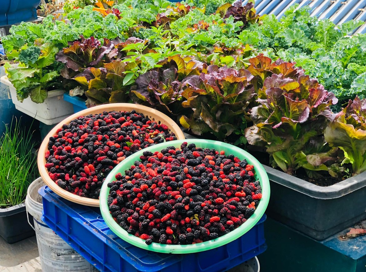 Hà Nội sẵn sàng nguồn cung rau sạch cho Tết Bính Ngọ