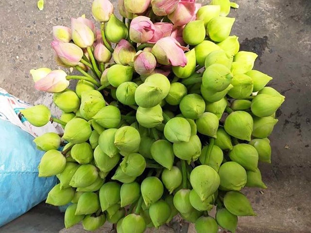 Hoa sen miền Nam đang đổ bộ ra H&agrave; Nội những ng&agrave;y gần đ&acirc;y