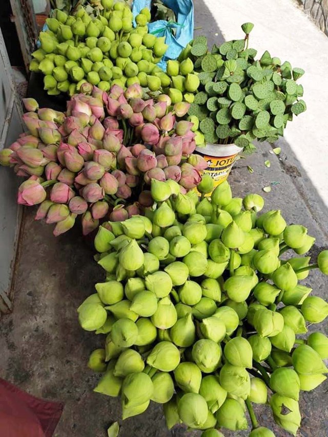 C&oacute; người mỗi tuần b&aacute;n được cả vạn b&ocirc;ng sen quan &acirc;m