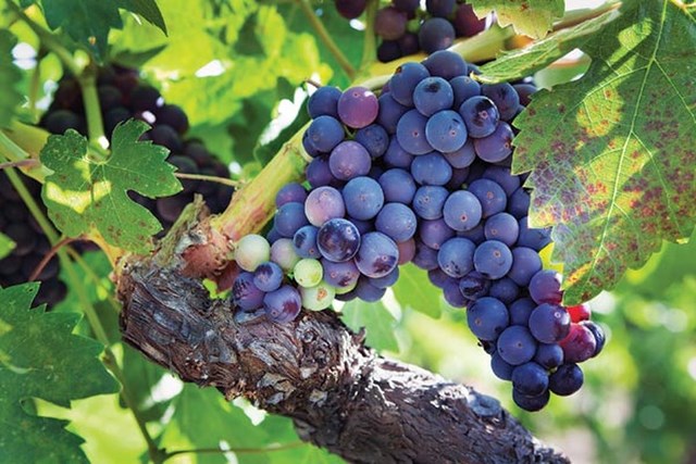 Nguồn cung nho thế giới tăng l&ecirc;n v&agrave; gi&aacute; ổn định trở lại kể từ đầu năm.