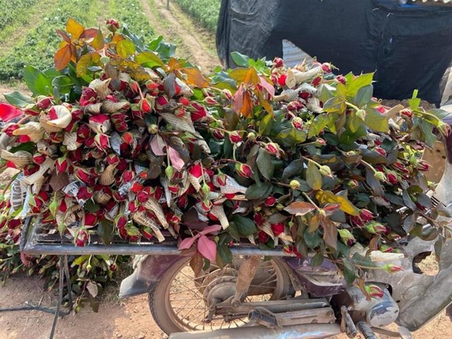 Nh&agrave; vườn thu hoạch, vận chuyển hoa hồng đi ti&ecirc;u thụ trước ng&agrave;y 8/3