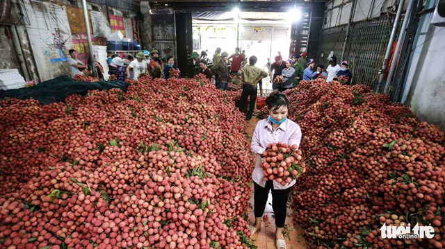 Vải thiều Lục Ngạn được Nhật Bản cấp bằng bảo hộ chỉ dẫn địa l&yacute; - Ảnh: CH&Iacute; TUỆ