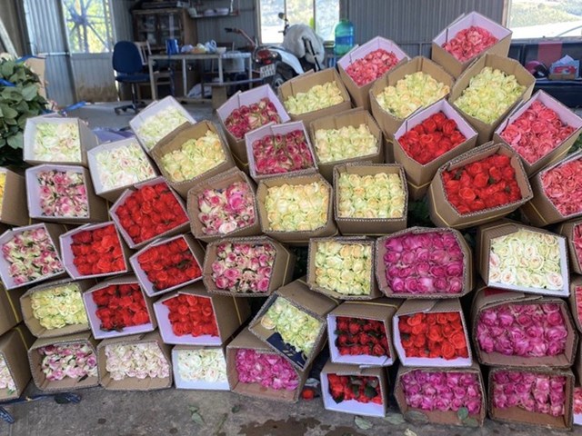 Hồng Đ&agrave; Lạt đ&oacute;ng g&oacute;i cẩn thận vận chuyển ra H&agrave; Nội dịp 8/3