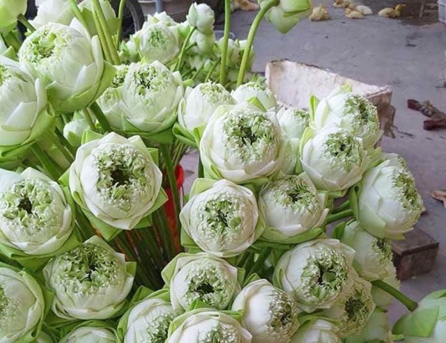 D&acirc;n bu&ocirc;n cho biết, đ&acirc;y l&agrave; sen quan &acirc;m, được trồng nhiều ở miền Nam v&agrave; hoa nở quanh năm