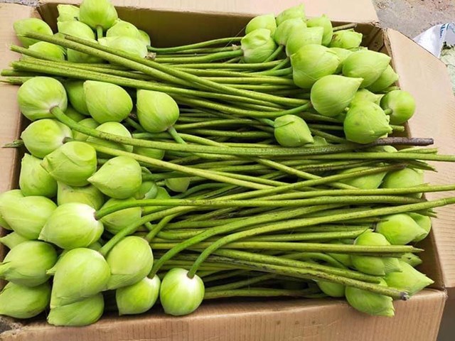 Gi&aacute; hoa sen thời điểm hiện tại l&ecirc;n tới 15.000 đồng/b&ocirc;ng, kh&aacute; đắt đỏ so với những loại hoa kh&aacute;c song vẫn h&uacute;t kh&aacute;ch H&agrave; Nội mua chơi