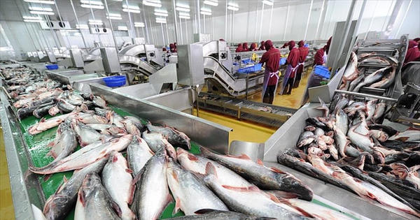 Kim ngạch xuất khẩu cá tra đạt 1,5 tỷ USD sau 8 tháng