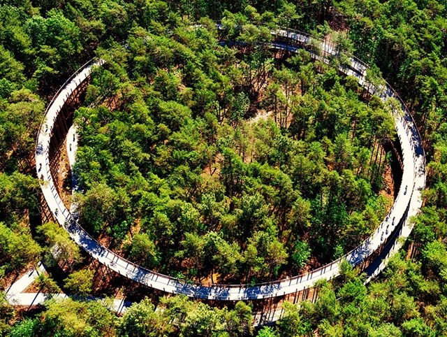 Dự &aacute;n cơ sở hạ tầng tốt nhất gọi t&ecirc;n c&ocirc;ng tr&igrave;nh đường đạp xe xuy&ecirc;n c&acirc;y ở Bosland. C&ocirc;ng tr&igrave;nh n&agrave;y nằm trong khu bảo tồn thi&ecirc;n nhi&ecirc;n Pijnven gần thị trấn Bosland, Bỉ với con đường uốn lượn th&agrave;nh v&ograve;ng tr&ograve;n k&eacute;p d&agrave;i 700m.