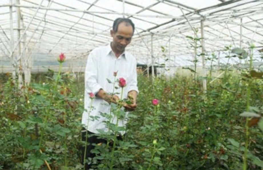 Tết ấm no về với đồng bào K’ho Nam Tây Nguyên