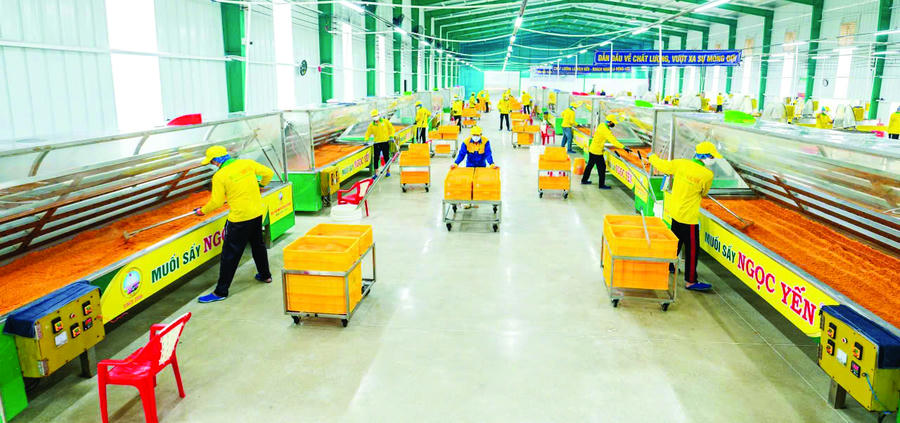 Máy sấy muối ớt ướt do ông Ba Bé tự nghiên cứu đã được chế tạo thành công, mở ra bước ngoặt quan trọng trong quá trình cải tiến sản xuất, nâng cao chất lượng và quy mô cung ứng thị trường.