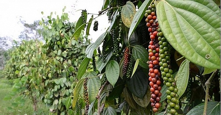 Giá tiêu ngày 20/7 dao động ở mức 66.500 – 69.500 đồng/kg