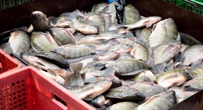 Xuất khẩu cá rô phi của Việt Nam đạt hơn 99 triệu USD