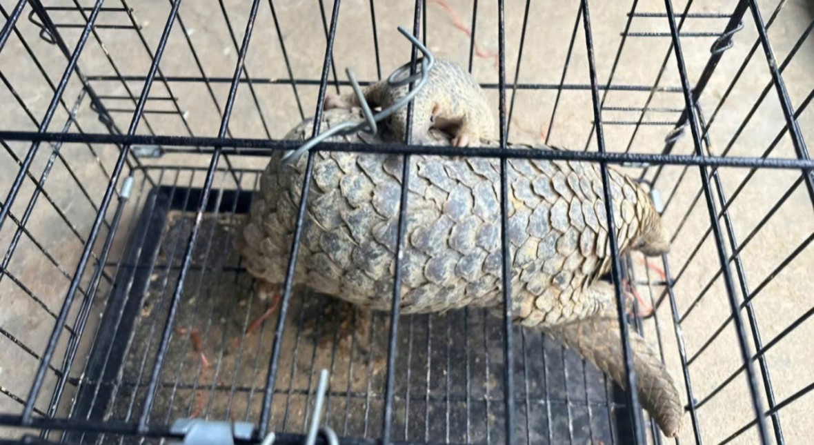 Người dân tự nguyện giao nộp 2 cá thể tê tê quý hiếm Người dân tự nguyện giao nộp 2 cá thể tê tê quý hiếm