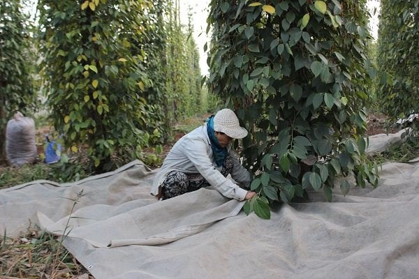Một trong những nguy&ecirc;n nh&acirc;n dẫn tới việc đứt g&atilde;y chuỗi cung ứng hồ ti&ecirc;u như hiện nay l&agrave; việc thiếu mối li&ecirc;n kết giữa người trồng, người b&aacute;n. Ảnh: Nam B&igrave;nh.