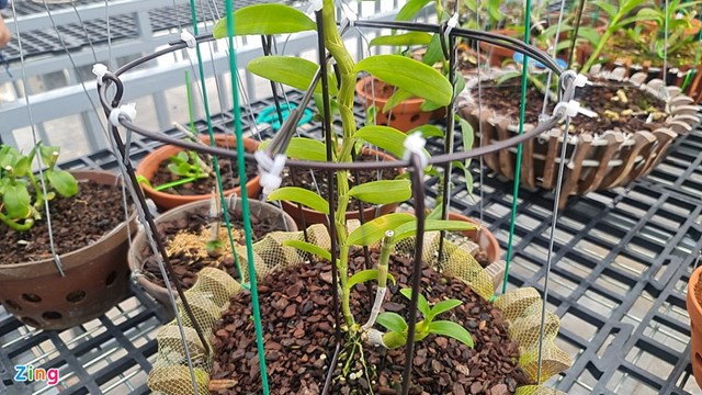 Mỗi 1 ky, sau khi ươm mầm ph&aacute;t triển th&agrave;nh một c&acirc;y lan đột biến mới. Ảnh:&nbsp;Quốc Nam.