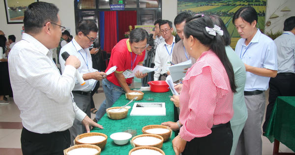 Tôn vinh hạt ngọc mùa vàng, nâng tầm thương hiệu gạo Việt