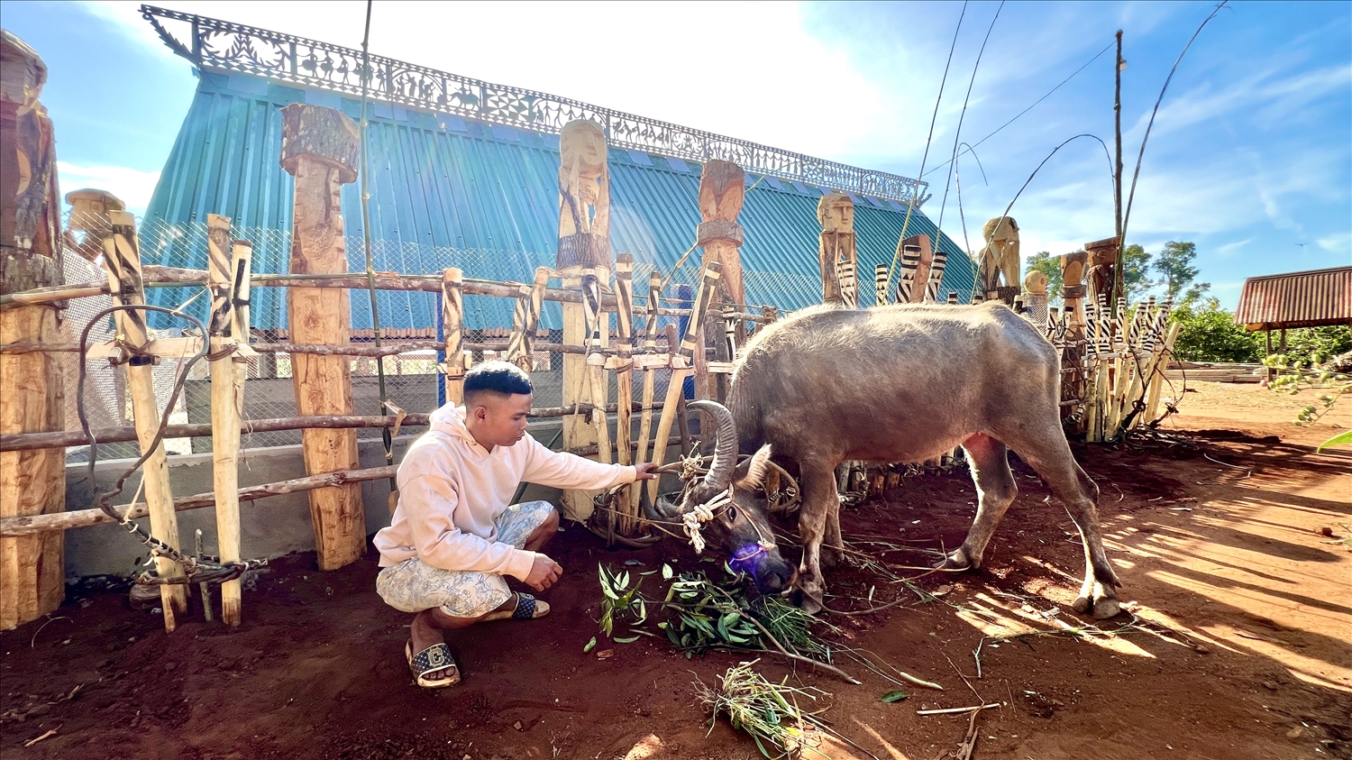 Những con trâu to, khoẻ được gia đình tổ chức lễ Pơ thi lựa chọn chuẩn bị cho lễ đâm trâu 