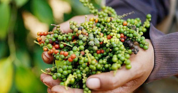 Xuất khẩu hạt tiêu sang Thái Lan tăng đột biến 125%