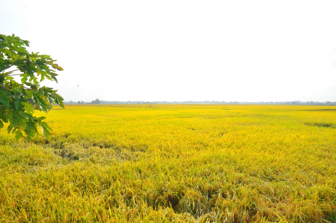 Xã Hòa Bình (Cà Mau) bứt phá mạnh mẽ trong vận hành chính quyền địa phương hai cấp Xã Hòa Bình (Cà Mau) bứt phá mạnh mẽ trong vận hành chính quyền địa phương hai cấp