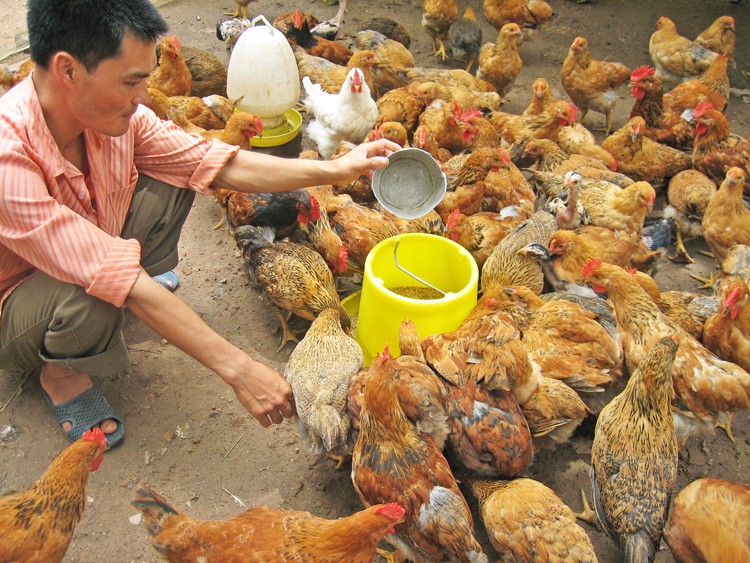 Giá thức ăn chăn nuôi tiếp tục điều chỉnh tăng lần thứ 6 trong năm 2022