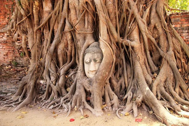 Bức Tượng Phật kẹt trong gốc c&acirc;y sung đại thụ.