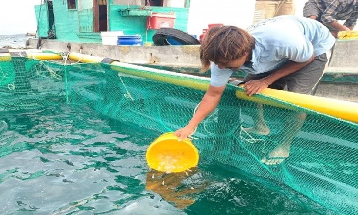 Kinh tế - xã hội xã Sông Đốc (Cà Mau): Năm 2025 đạt và vượt 16/17 chỉ tiêu