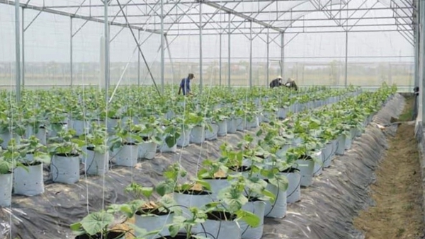 giá vàng hôm nay 27/10: vàng trong nước đồng loạt giảm giá