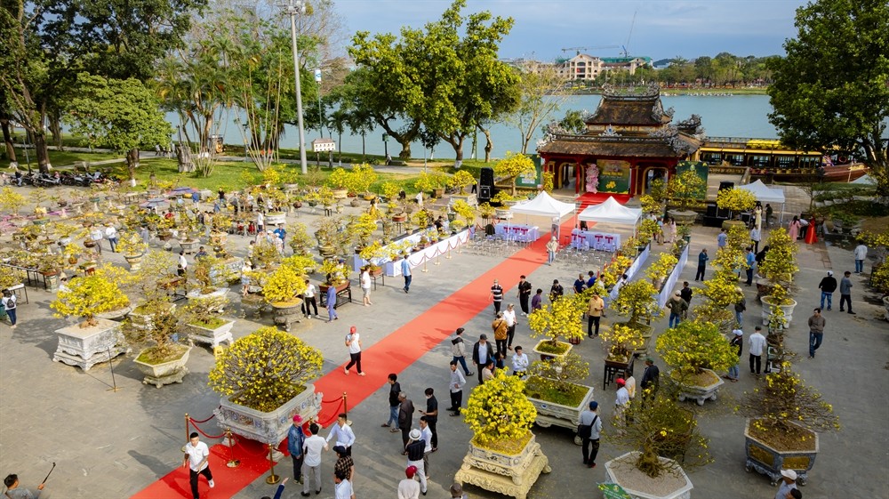 Ngày hội Hoàng mai Huế lần thứ IV - Tôn vinh sắc mai vàng Cố đô