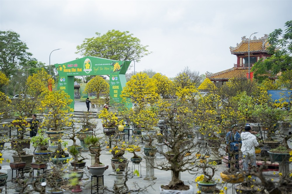 Ngày hội Hoàng mai Huế lần thứ IV - Tôn vinh sắc mai vàng Cố đô