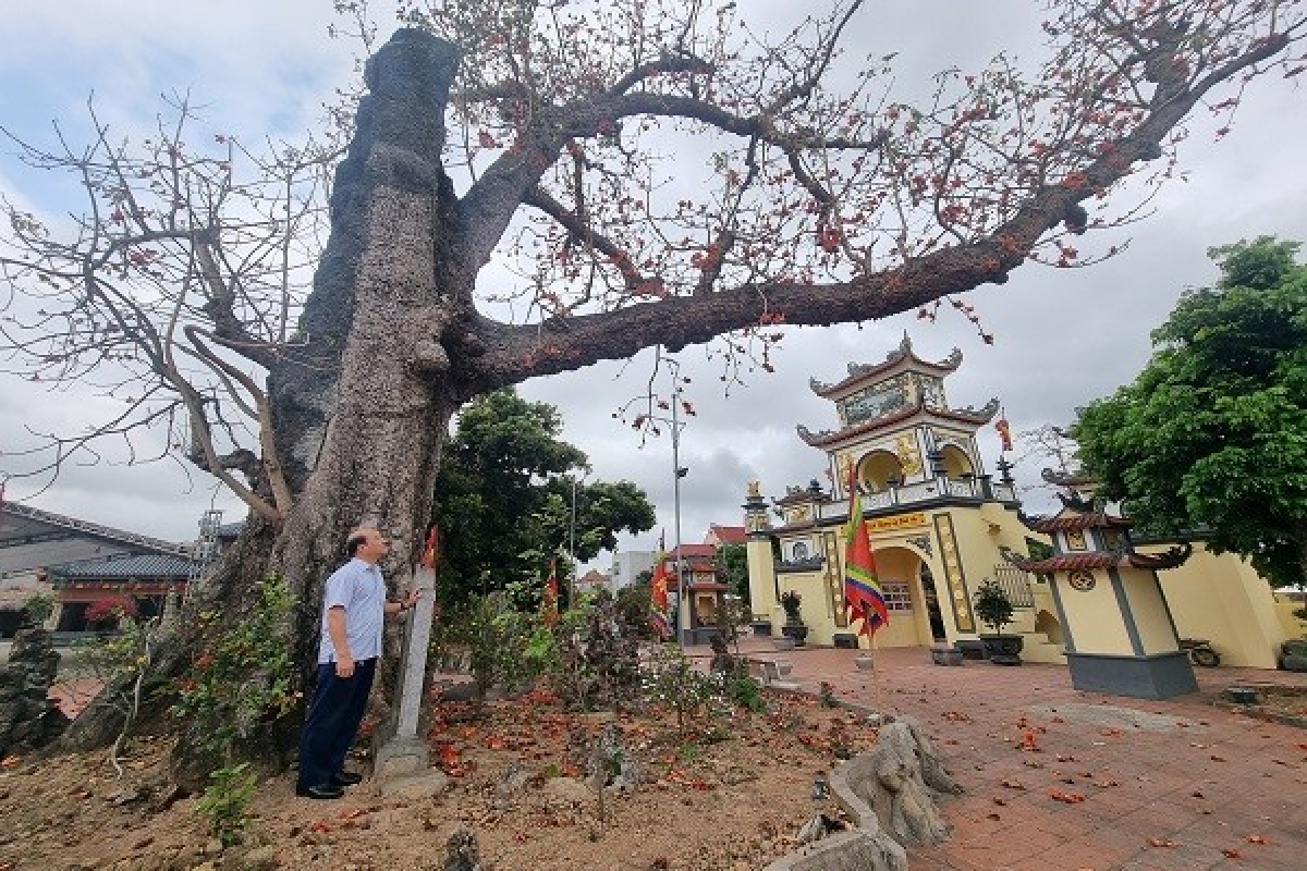Về đền Mõ (Hải Phòng) ngắm sắc hoa trên cây gạo nhiều năm tuổi nhất Việt Nam