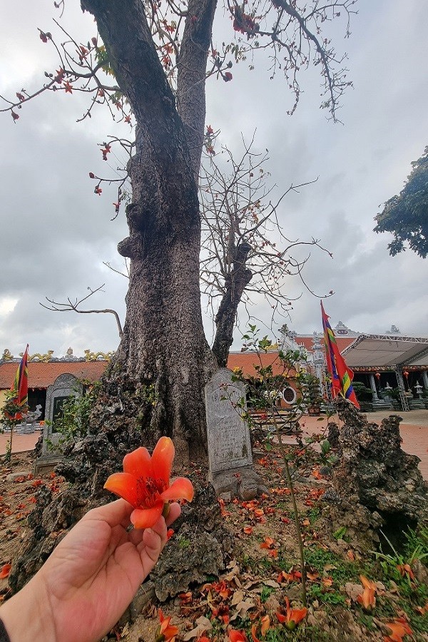 Về đền Mõ (Hải Phòng) ngắm sắc hoa trên cây gạo nhiều năm tuổi nhất Việt Nam Về đền Mõ (Hải Phòng) ngắm sắc hoa trên cây gạo nhiều năm tuổi nhất Việt Nam