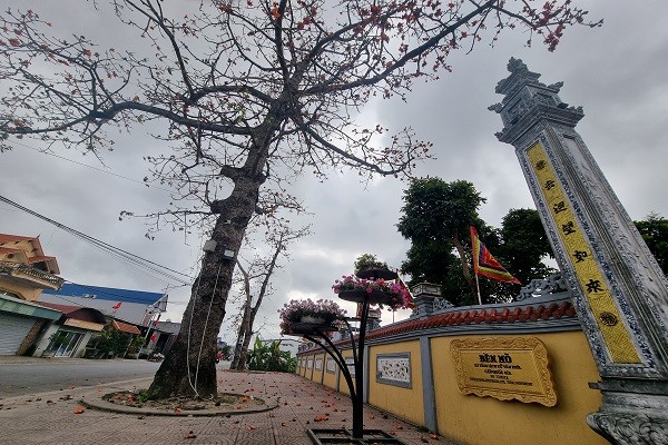Về đền Mõ (Hải Phòng) ngắm sắc hoa trên cây gạo nhiều năm tuổi nhất Việt Nam Về đền Mõ (Hải Phòng) ngắm sắc hoa trên cây gạo nhiều năm tuổi nhất Việt Nam