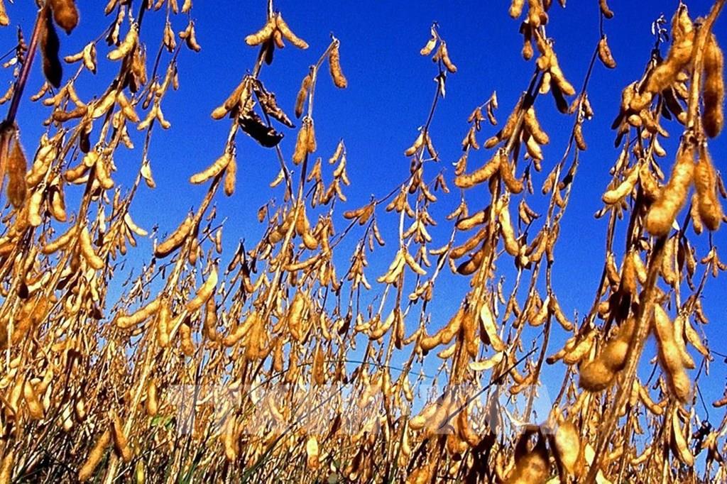 Đậu tương là một nguyên liệu để làm thức ăn chăn nuôi