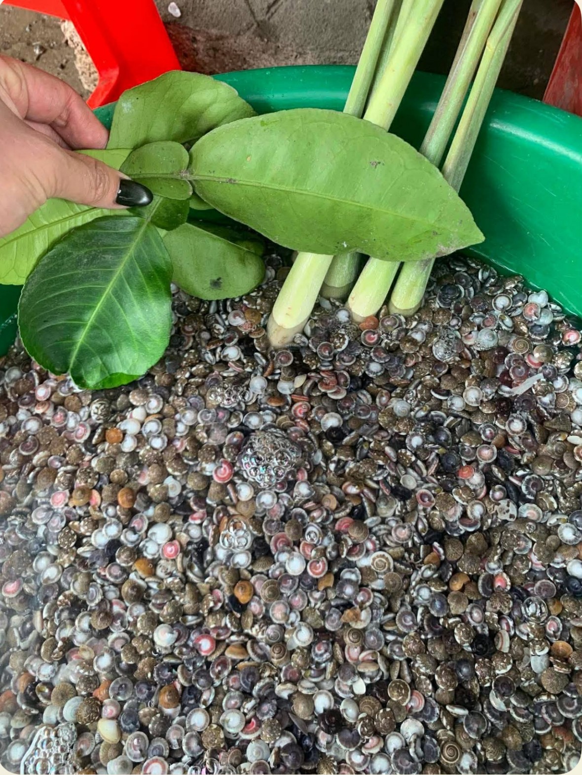 Ký ức lấp lánh ốc cườm Ký ức lấp lánh ốc cườm