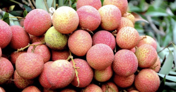 Vải thiều Bắc Ninh lập kỷ lục doanh thu vượt 9.000 tỷ đồng nhờ giá bán tăng