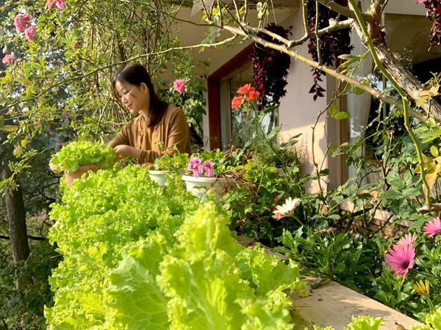 Mỗi khi về với ng&ocirc;i nh&agrave;, chị Hiền thường tự tay chăm b&oacute;n, thu hoạch rau xanh để cả gia đ&igrave;nh c&ugrave;ng qu&acirc;y quần. &nbsp;