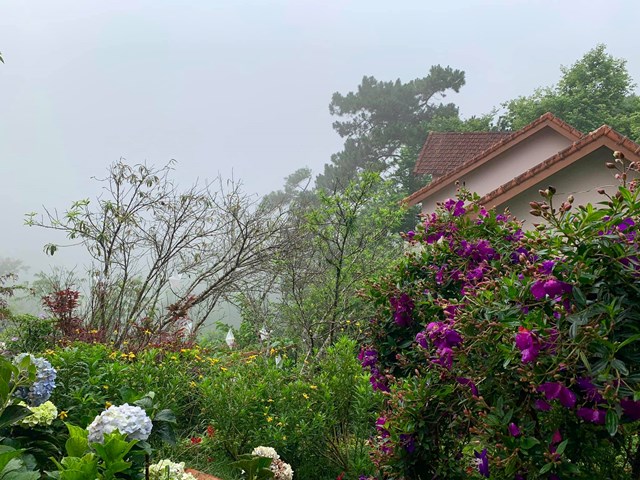 Vườn nh&agrave; c&oacute; lối đi ri&ecirc;ng, mỗi m&ugrave;a một loại hoa một loại c&acirc;y phơi m&igrave;nh trong sương sớm của trời thơ Đ&agrave; Lạt. &nbsp;