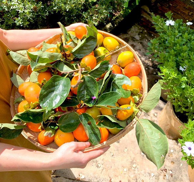 M&ugrave;a n&agrave;o thức nấy với những tr&aacute;i hồng ch&iacute;n mọng. &nbsp;