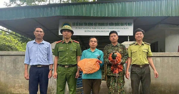 Phát hiện, bàn giao nhiều cá thể động vật nguy cấp cho Vườn quốc gia Pù Mát